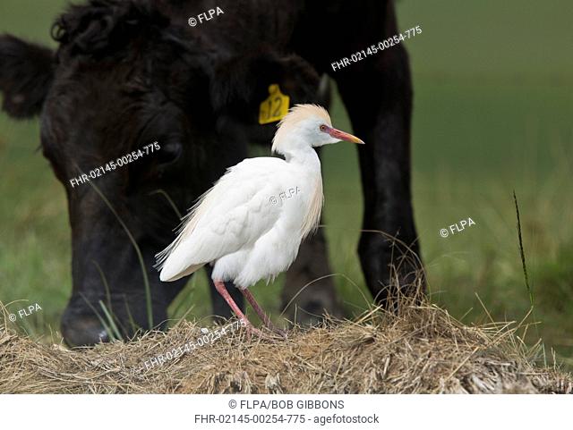 Western Cattle Egret (Bubulcus ibis ibis) adult, breeding plumage, foraging beside grazing cow, South Africa, November