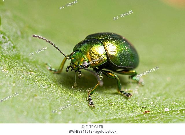 Tansey beetle, Leaf beetle (Chrysolina graminis), on a leaf, Germany