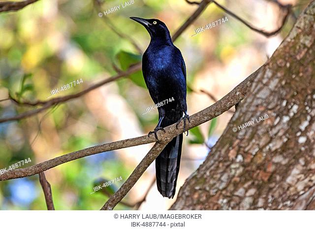 Great-tailed grackle (Quiscalus mexicanus), male, sitting on a branch, Manuel Antonio National Park, Puntarenas Province, Costa Rica