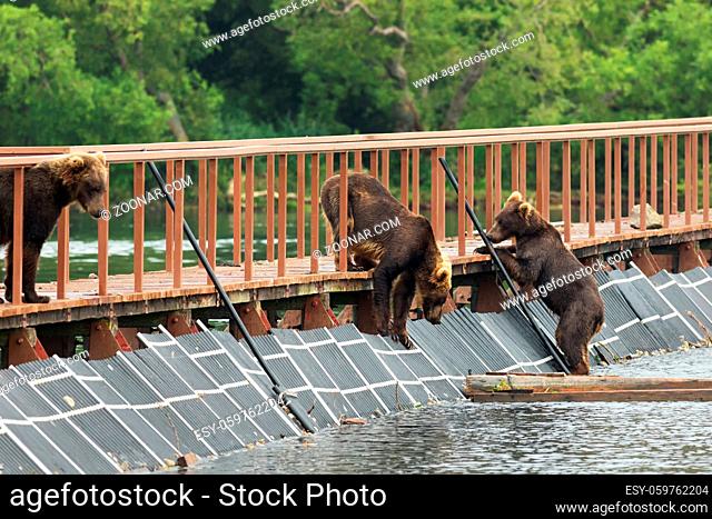 Three young brown bear on fence to account for fish. Kurile Lake in Southern Kamchatka Wildlife Refuge
