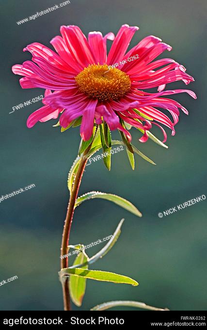 Aster, China aster, Callistephus chinensis, Single red coloured flower gropwing outdoor