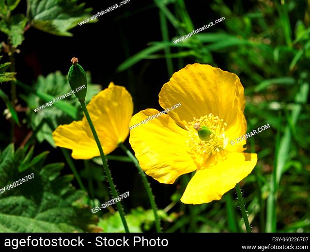 close up of two bright yellow welsh poppy flowers against sunlit green background with seed pod