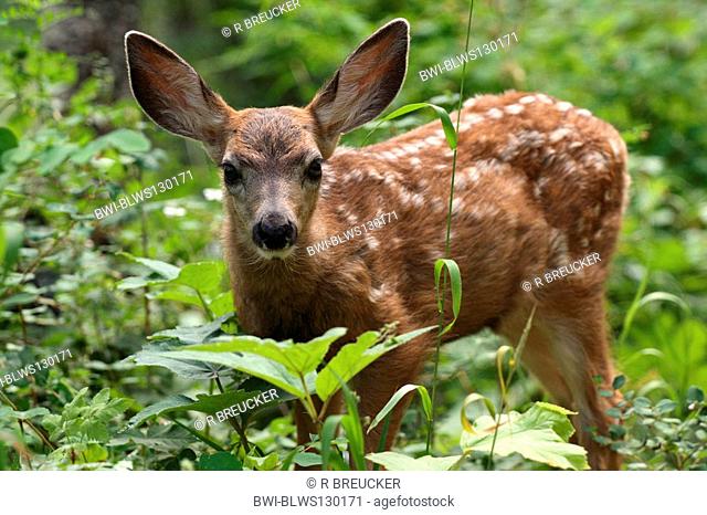 mule deer, black-tailed deer Odocoileus hemionus, fawn younger than 6 months, Canada, Alberta, Waterton Lakes National Park