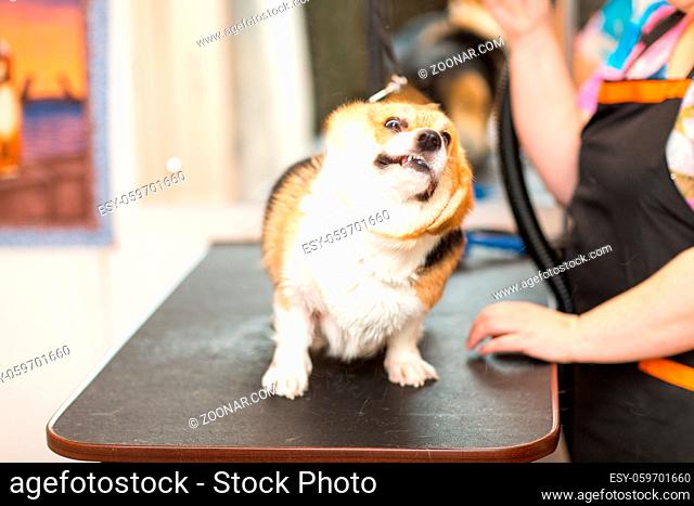 Dog Corgi Drying Pet Grooming and hairstyle Concept