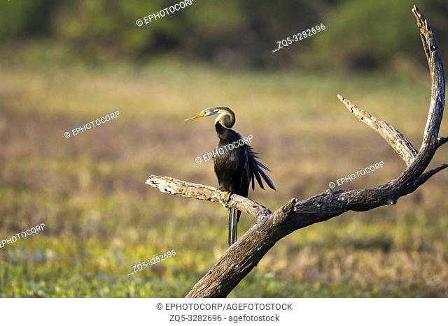 Darter, Snake Bird, Anhingidae, Looking out for kill, Keoladeo Ghana National Park, Bharatpur, Rajasthan, India