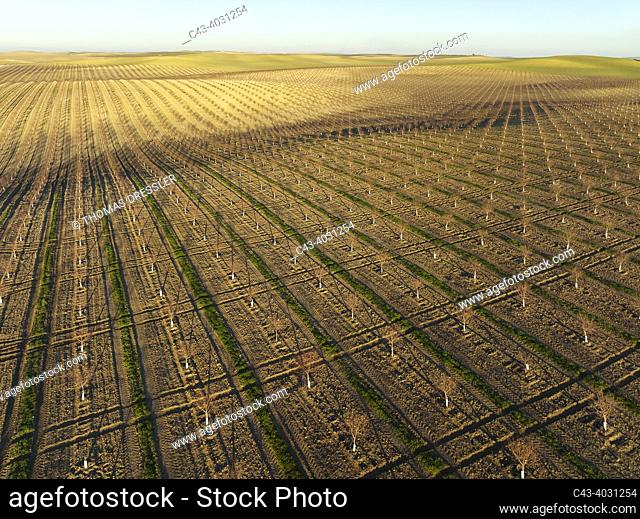 Cultivated young Almond Trees (Prunus dulcis) in the Campiña Cordobesa, the fertile rural area south of the town of Córdoba. Aerial view. Drone shot