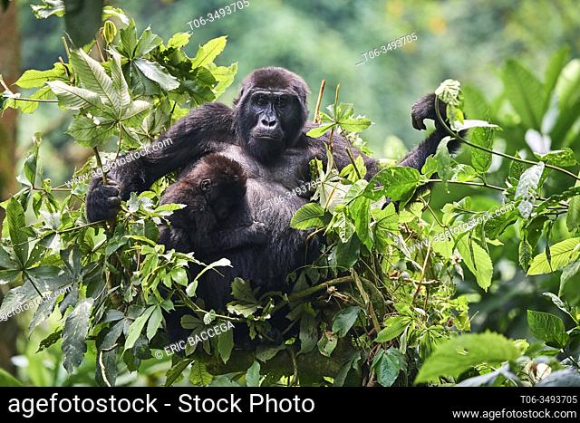 Mountain gorilla {Gorilla beringei} mother with one month baby feeding in tree. Member of Katwe group. Bwindi Impenetrable Forest National Park, Uganda, Africa