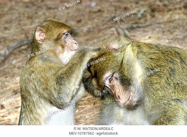 Barbary macaque / ape or rock ape - female grooming male. (Macaca sylvanus)