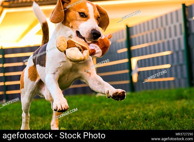 Happy Beagle dog playing fetch with owner on sunny evening in back garden. Running and jumping towards camera