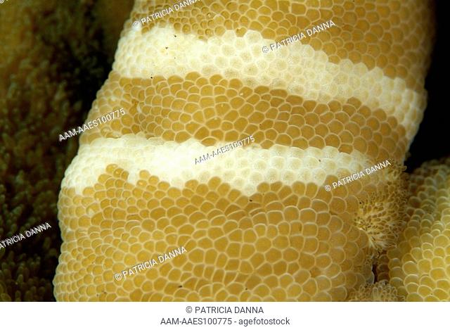 Detail of Adhesive Sea Anemone (Cryptodendrum adhaesivum) Bali, Indonesia