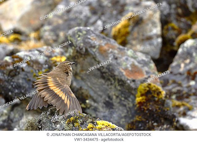 Beautiful specimen of Royal cinclodes (Cinclodes aricomae) that is in critical danger of extinction, perched on a rock stretching its wings in its natural...
