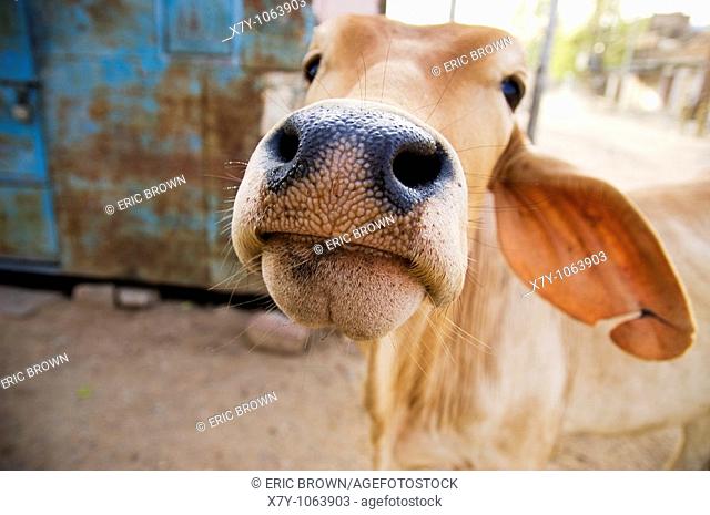 A cow in India