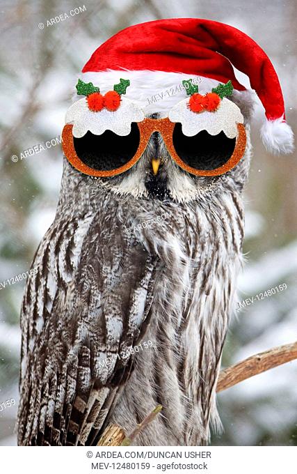Great Grey Owl, wearing Christmas pudding glasses