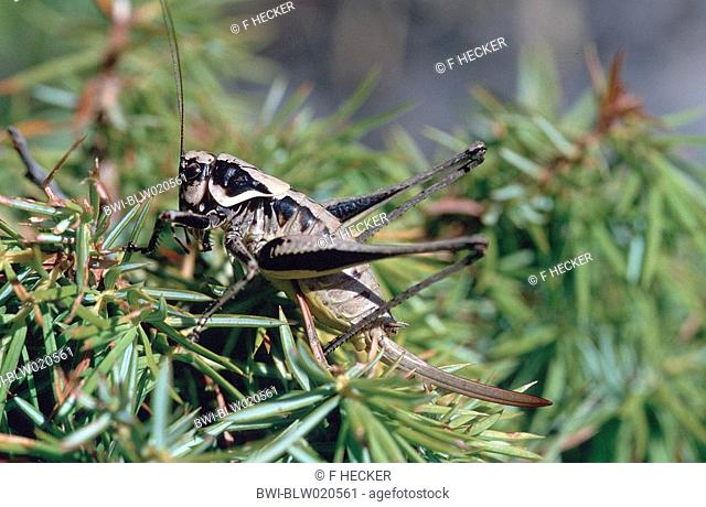 Fischers bushcricket Pholidoptera fallax, female