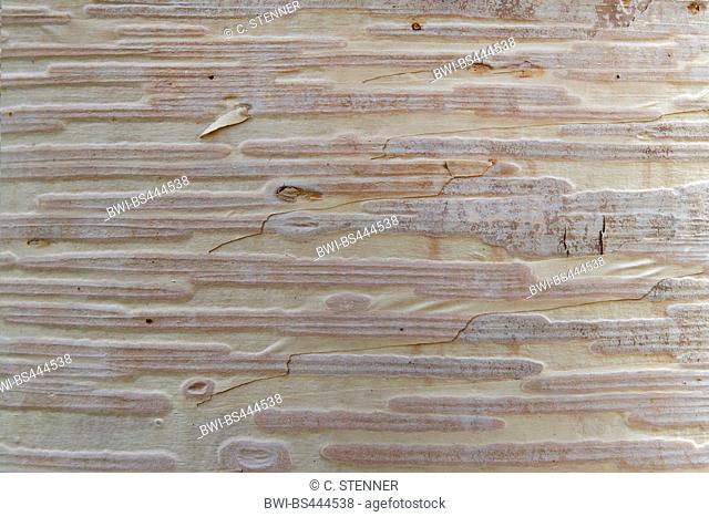 Erman's Birch, Russian Rock Birch (Betula ermanii), bark, Germany, North Rhine-Westphalia