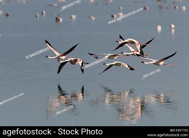 Lesser Flamingos (Phoeniconaias minor) at lake Nakuru, Nakuru national park, Kenya, Africa