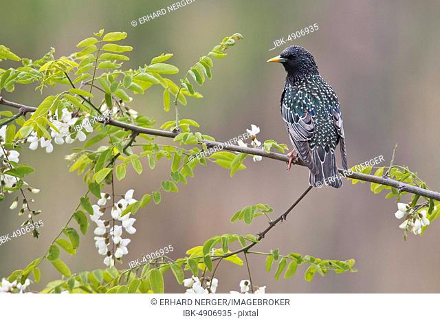 European Starling (Sturnus vulgaris), sits in blooming Robinia, Rhineland-Palatinate, Germany