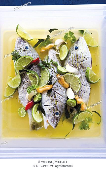 Fish in a Caribbean grill marinade with limes and lemongrass