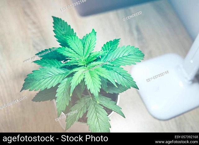 Cannabis Plant Growing. Indoor cultivation concept of growing under artificial light. Marijuana leaves. Close up. Vegetation period