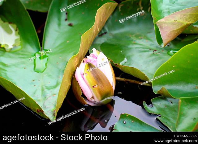 Shot of a water lily on the edge of a pond