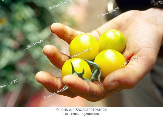 Organic Heirloom tomato