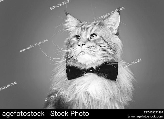 beautiful big maine coon cat with black bow tie. Copy space. Studio shot on grey background. Monochrome