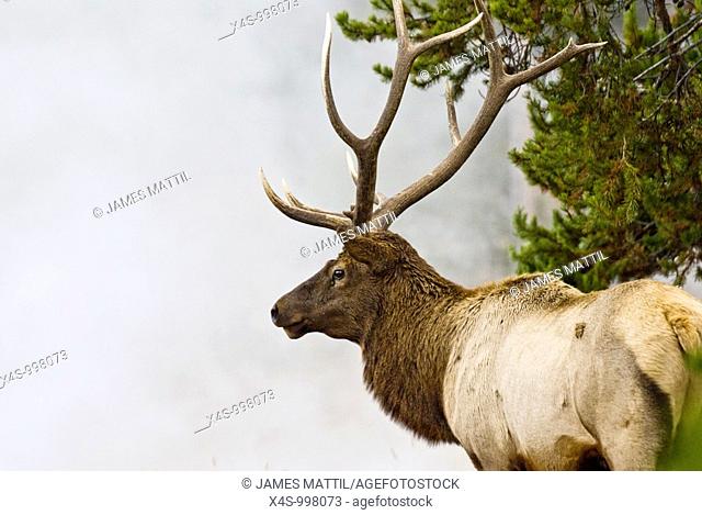 A bull elk with battle-ready antlers poses in the steam and mist from a geyser in Yellowstone Park