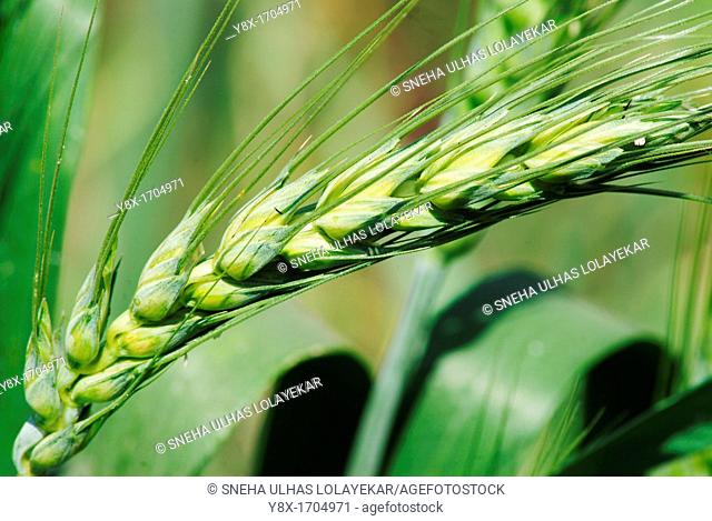 Triticum aestivum L, Wheat crop Poona, Maharashtra, India