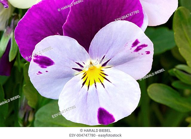 Hornveilchen Viola cornuta, Stiefmütterchen
