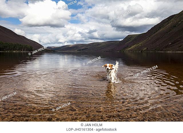 Scotland, Aberdeenshire, Loch Muick. An Irish red and white setter in Loch Muick in Scotland
