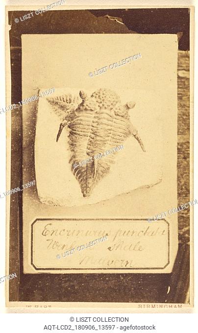 Encrinurus Punctatus. Wenlock Shale. Malvern. Fossil of a trilobite; William Hart (British, active Birmingham, England 1860s); 1865 - 1870; Albumen silver print