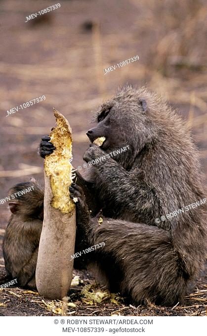 Olive BABOON - eating Èsausagei from sausage tree (Kigelia africana). East Africa