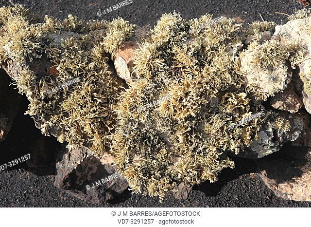 Ramalina canariensis is a fruticulose lichen. This photo was taken in Lanzarote Island, Canary Islands, Spain