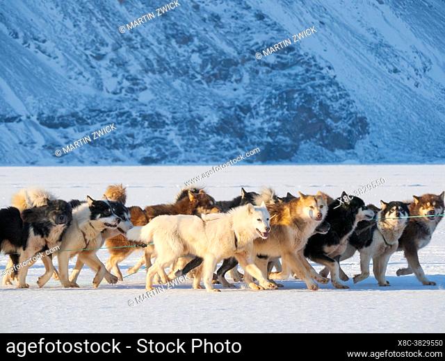 Fisherman brings his catch back to village using a dog sled. Sled dog with Greenland Dogs during winter near Uummannaq in northern Westgreenland beyond the...