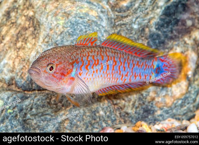 Portrait of freshwater gobiid fish (Tateurndina ocellicauda) in aquarium