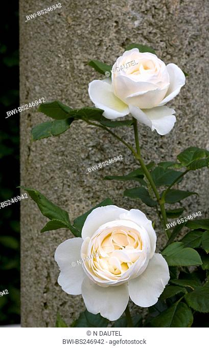 ornamental rose Rosa 'Uetersener Klosterrose', Rosa Uetersener Klosterrose, cultivar Uetersener Klosterrose