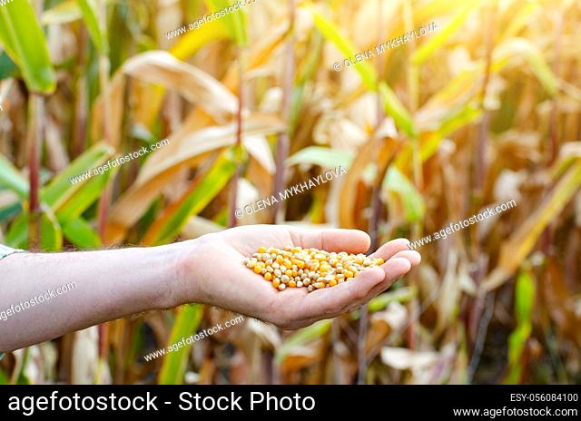 Handful of corn kernels in farmer hands on field background evening sunset time