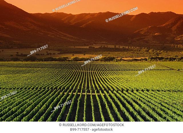 Vineyard Vina Santa Cruz Winery Colchagua Valley Chile