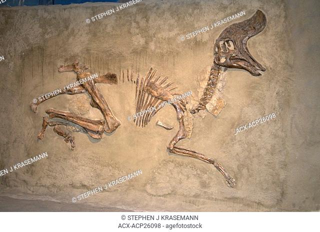 Skeleton of Lambeosaurus magnicristatus. Lambeosaurus is a genus of hadrosaurid dinosaur that lived about 76 to 75 million years ago