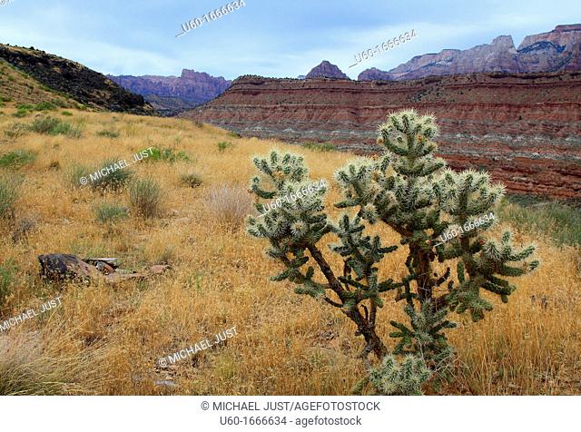 A Cholla Tree stands before Zion National Park's West Temple area in Southern Utah