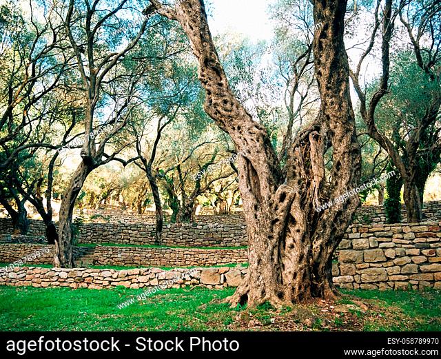 Olive Tree. Olive groves and gardens in Montenegro