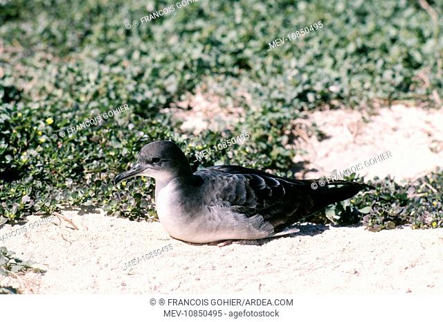 Wedge-Tailed SHEARWATER - Sitting on ground (Puffinus pacificus)