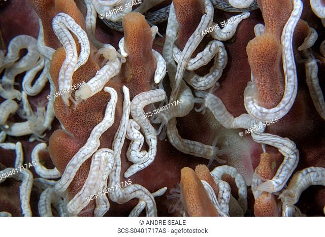 Sea cucumbers, Synaptula sp , on giant barrel sponge, Xestospongia testudinaria, Dumaguete, Negros Island, Philippines