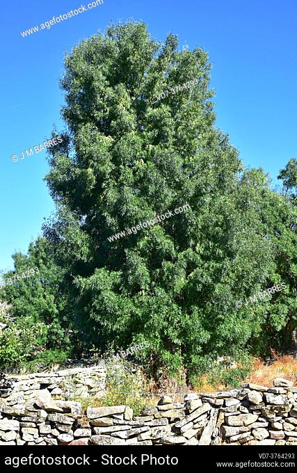 Narrow-leaf ash (Fraxinus angustifolia) is a deciduous tree native to Mediterranean basin. This photo was taken in Arribes del Duero Natural Park