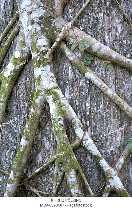Würgfeige, Ficus aurea, roots, tree