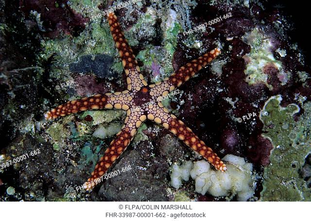 Seastar Fromia monilis House Reef, Wakatobi, Sulawesi, Indonesia