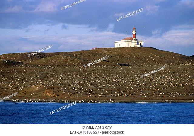 Magellan Strait. Penguin colony. Birds covering the shore. Lighthouse, tower. Walkways for people