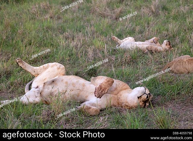 Africa, East Africa, Kenya, Masai Mara National Reserve, National Park, Lioness (Panthera leo), in the savanna, stretching andd rest in the grass
