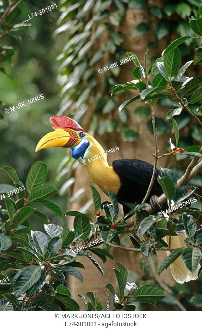 Sulawesi red-knobbed hornbills (Rhyticeros cassidix). Tangkoko Dua Saudara Nature Reserve. Indonesia