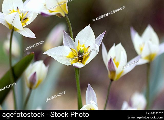 The dwarf tulip is a species in the lily family. It occurs in Russian Central Asia to northwestern China